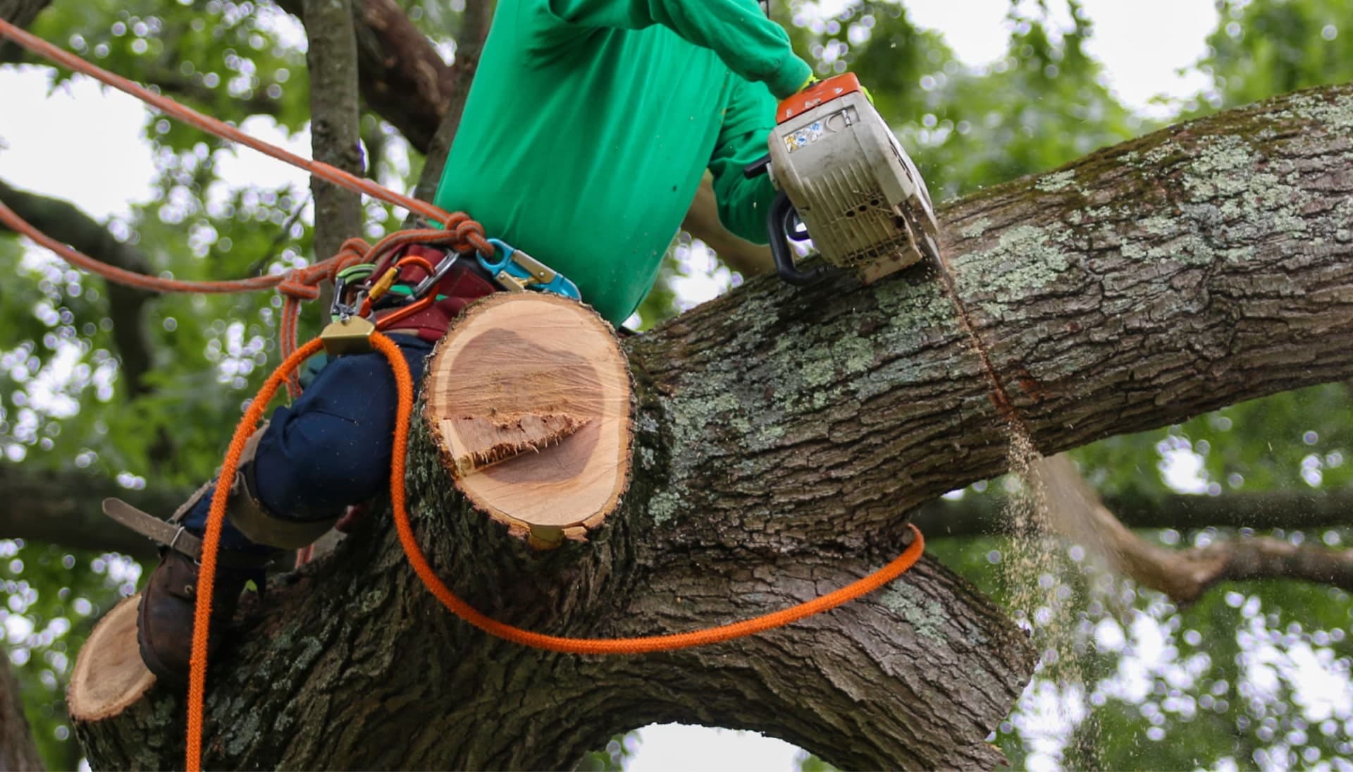 Our team is committed to making the process of tree care and removal affordable in Wichita, Kansas