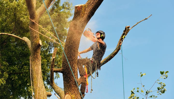 Local tree removal contractors in Wichita, Kansas