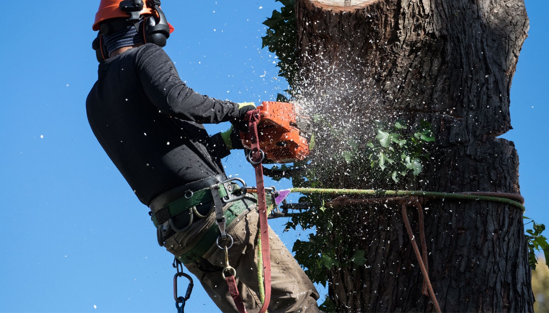 offering best tree removal solutions in Wichita, Kansas