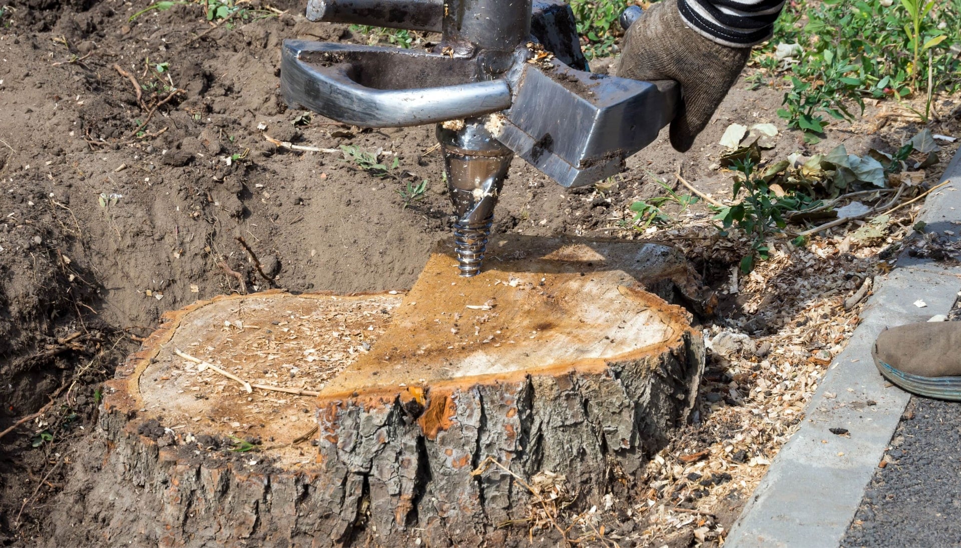 Tree Stump Removal Specialists in Wichita, Kansas
